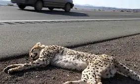 عامل اصلی مرگ و میر یوزپلنگ‌های ایران مشخص شد