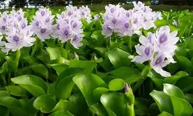 فروش سنبل آبی مردابی در مغازه ها و بازارهای گل ممنوع است