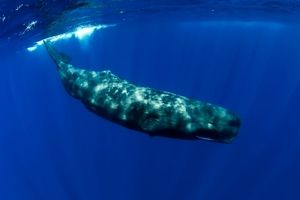 نقش استفراغ نهنگ در تولید لوکس ترین عطرهای جهان