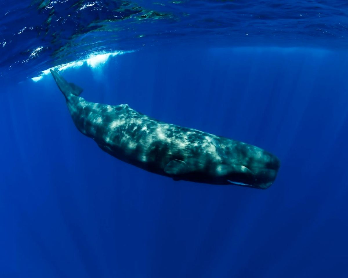 نقش استفراغ نهنگ در تولید لوکس ترین عطرهای جهان