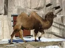  از شتر دوکوهان تا اسب‌های پاکوتاه؛ حضور حیوانات در رژه روز ملی هند/ ویدئو 