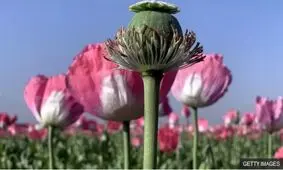 در فصل بهار به صورت محدود کشت شقایق خواهیم داشت