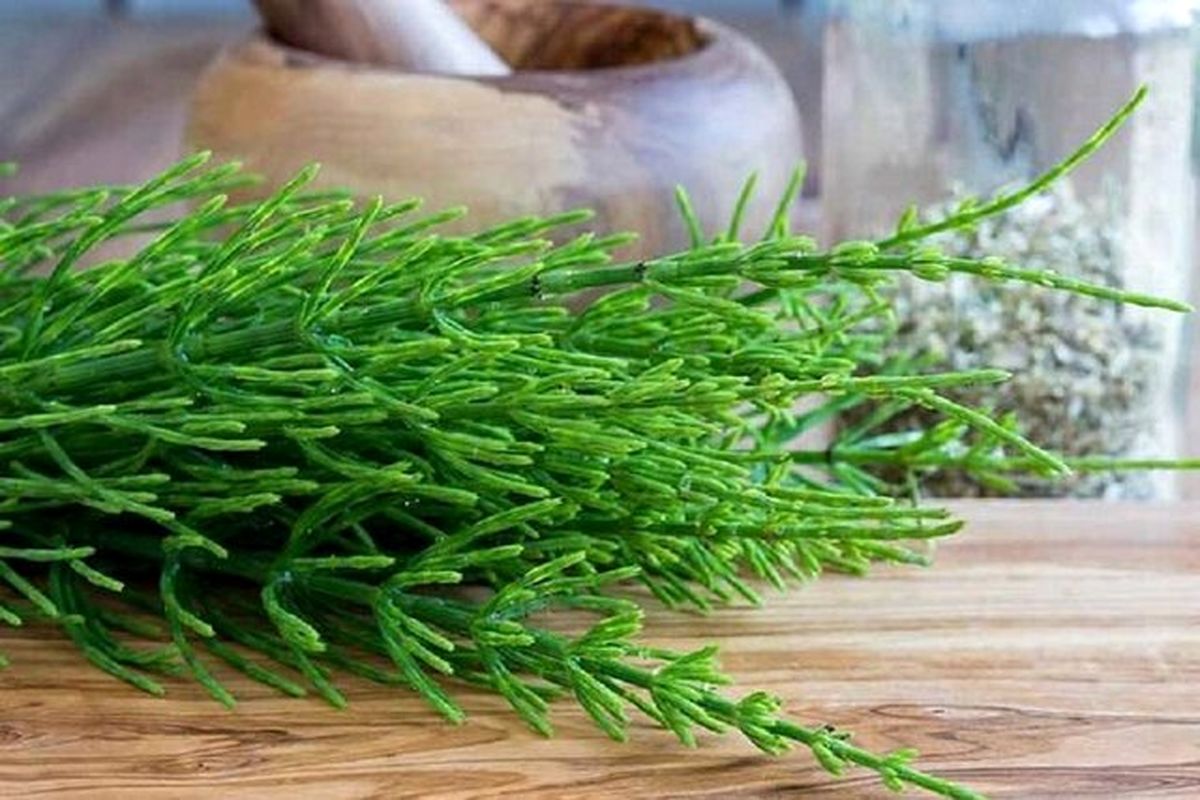 اثربخشی گیاه دم اسب در بهبود زخم، اگزما و ترمیم چین و چروک