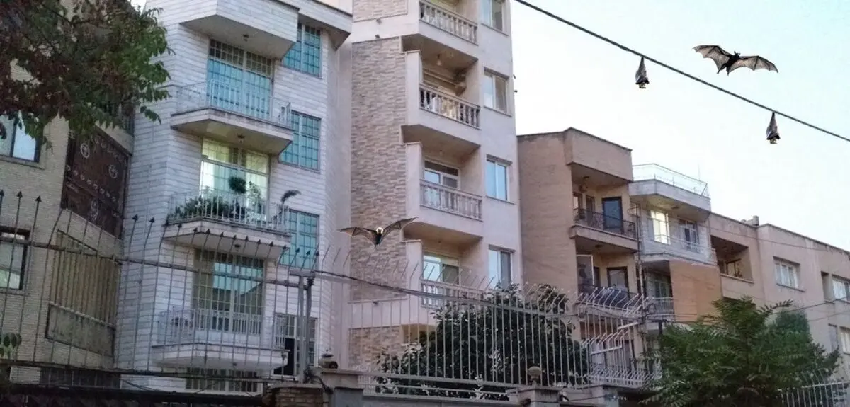 حمله خفاش‌ ها به غرب تهران/ ویدئو