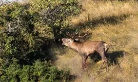 تا ۱۵ مهر ورود به جنگل‌های مازندران ممنوع شد

