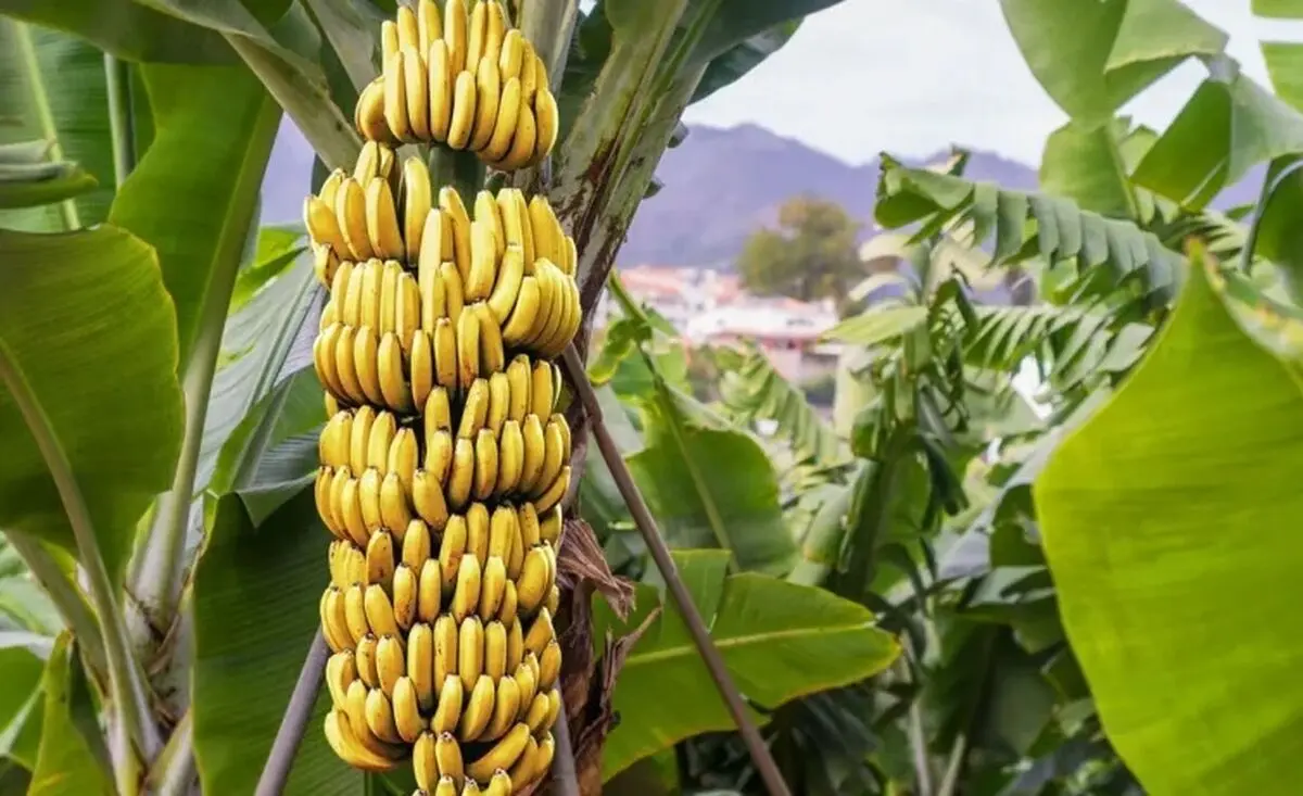 7 مورد از بی نظیر ترین خواص میوه شگفت انگیز موز


