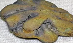 ۵۰۰ میلیون‌ساله‌ای که دانشمندان را سردرگم کرده است!