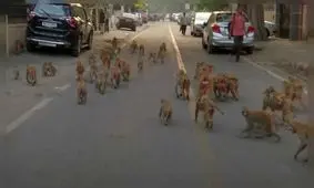 میمون‌ها نوزادی را ربوده و در آب غرق کردند