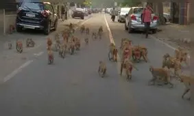 میمون‌ها نوزادی را ربوده و در آب غرق کردند