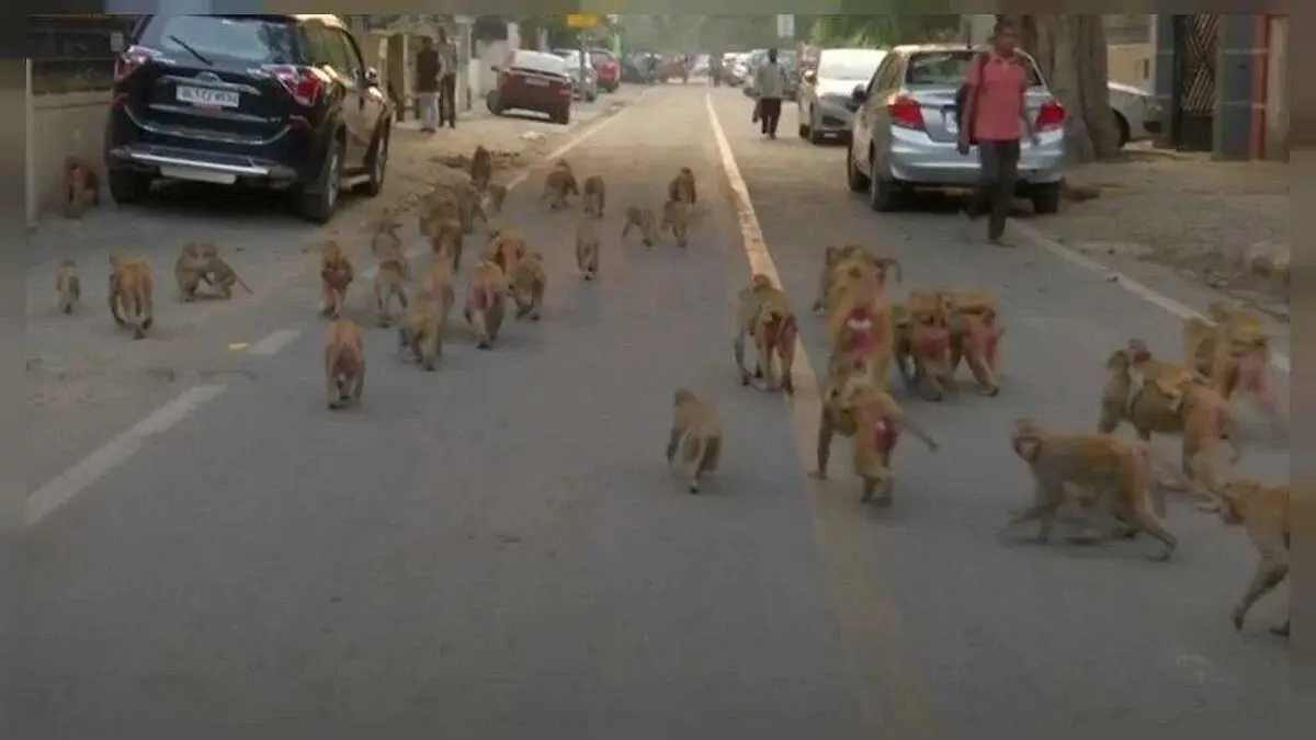 میمون‌ها نوزادی را ربوده و در آب غرق کردند