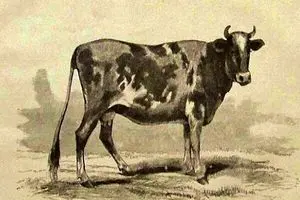 گاو تریاکی در سبزوار خبرساز شد؛ بهمن ۴۴