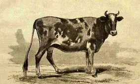 گاو تریاکی در سبزوار خبرساز شد؛ بهمن ۴۴