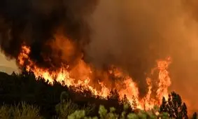 بررسی نقش زمین‌خواران در آتش‌سوزی الیت