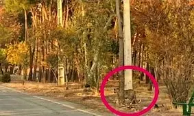 "پلنگ سرخه حصار" گربه ها و سگ های بلاصاحب را شکار می‌کند!