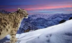 پنج عکس خیره‌کننده حیوانات که قلب‌ها را تسخیر کرد