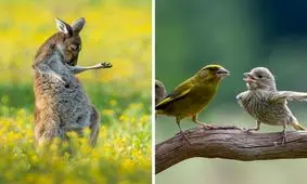 عکس های خنده دار برگزیده از دنیای حیوانات 2023