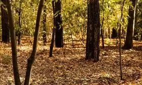 پاییز در مجموعه تاریخی سعد آباد تهران/ تصاویر 