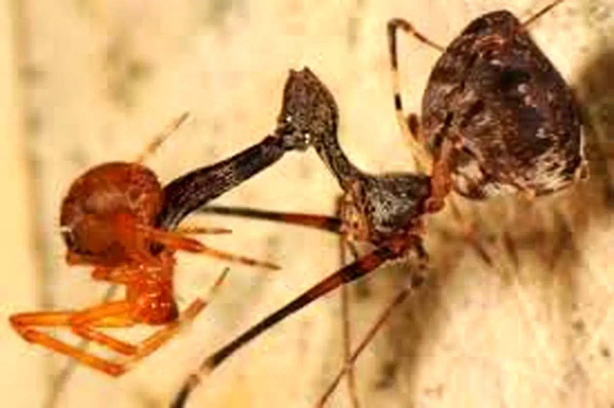 عنکبوت پلیکانی؛ جانداری شگفت انگیز با گردن و آرواره های بلند/ ویدئو