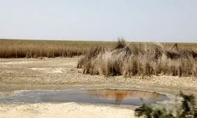 عاقبت تلخ هورالعظیم در تالاب بین‌المللی شادگان تکرار می‌شود؟