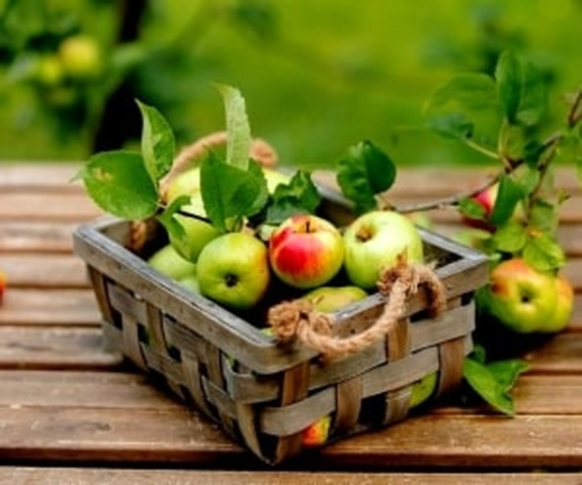 روش های موثر برای تازه نگهداشتن سیب
