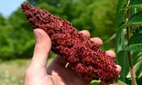 فواید یک گیاه ترش اما پر خاصیت