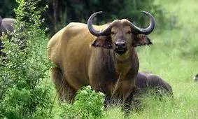 محاصره خودروها توسط گله‌ گاومیش‌های وحشی/ ویدئو