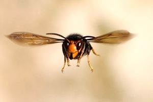 تلاش جالب یک زنبور برای برگرداندن سر کنده شده خود روی بدنش!