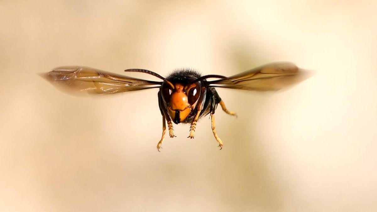 تلاش جالب یک زنبور برای برگرداندن سر کنده شده خود روی بدنش!