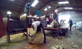 تولید محصولات شگفت انگیز با پشم گوسفند/ ویدئو