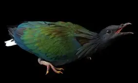 کبوترهای شگفت‌انگیزی که تا کنون ندیده‌اید