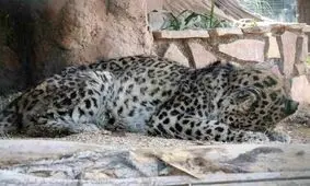 چه بلایی سر ارس آمده است؟/ وضعیت بد پلنگی که در معرض انقراض است/ ویدئو