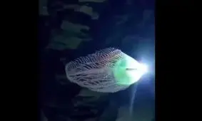 کشف موجودی درخشان و ناشناخته در اعماق دریا/ویدیو