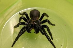 درمان حملات قلبی با زهر عنکبوت تار قیفی