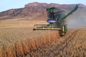 برداشت بیش از ٨٠ درصد محصول گندم شهرستان ایرانشهر