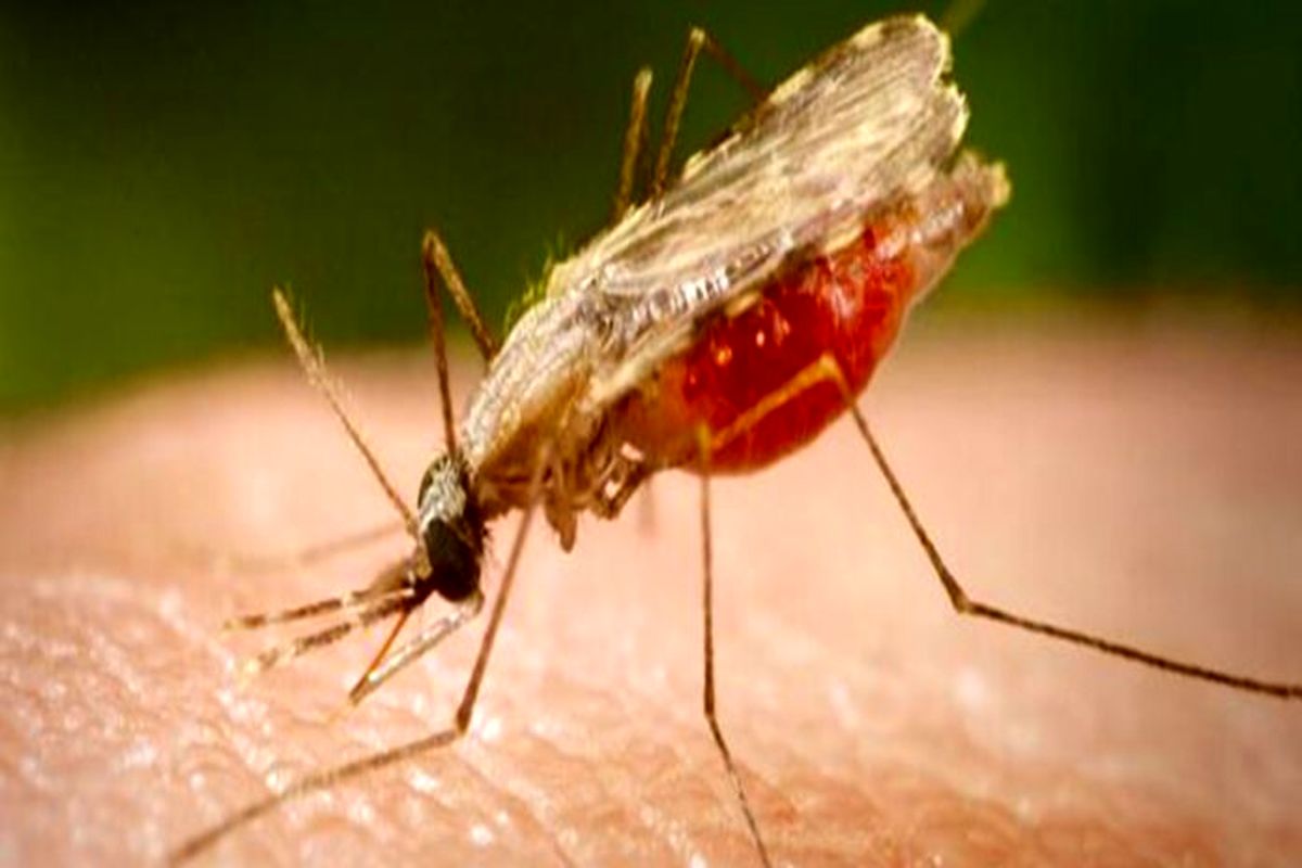 یک بررسی: بیش از نیمی از جمعیت جهان تا سال 2050 در معرض بیماری‌های مالاریا و تب دنگی هستند