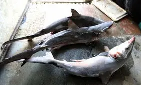 کشف 43 کوسه ماهی در خودرو قاچاقچیان