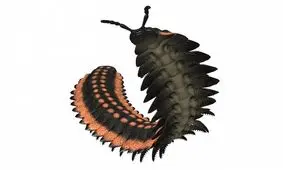 کشف فسیل هزارپای غول پیکر «به بزرگی یک خودرو» در بریتانیا 