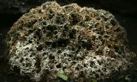 موجود عجیبی که نه حیوان است نه گیاه/ ویدئو