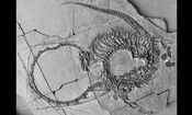کشف دایناسور متعلق به ۲۴۰ میلیون سال پیش که شبیه «اژدهای افسانه‌ای چینی» است