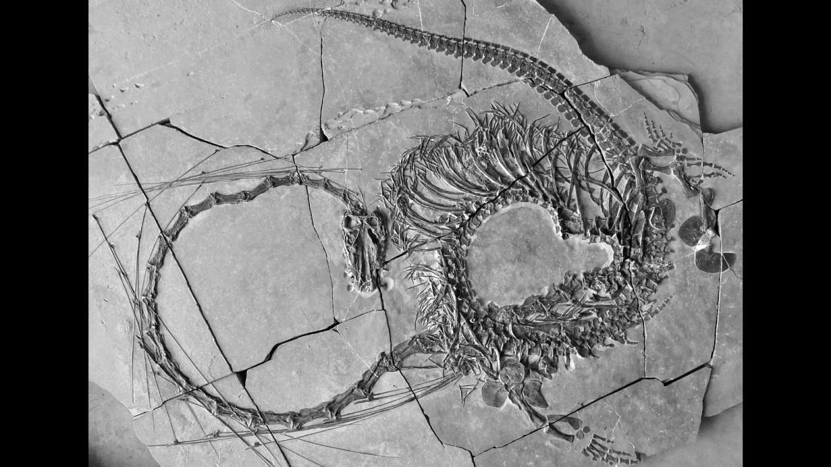 کشف دایناسور متعلق به ۲۴۰ میلیون سال پیش که شبیه «اژدهای افسانه‌ای چینی» است