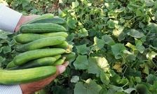 خیار و کاهو چرا کالای لوکس شد؟