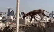 مشاهده یک حیوان عجیب در مشهد/ ویدئو