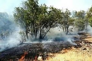 جزییات جدید از آتش‌سوزی جنگل گلستان؛ علت: سهل‌انگاری مسافران؟/ ویدئو