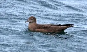 پرنده کمیاب استرالیایی در ایران مشاهده شد/ عکس