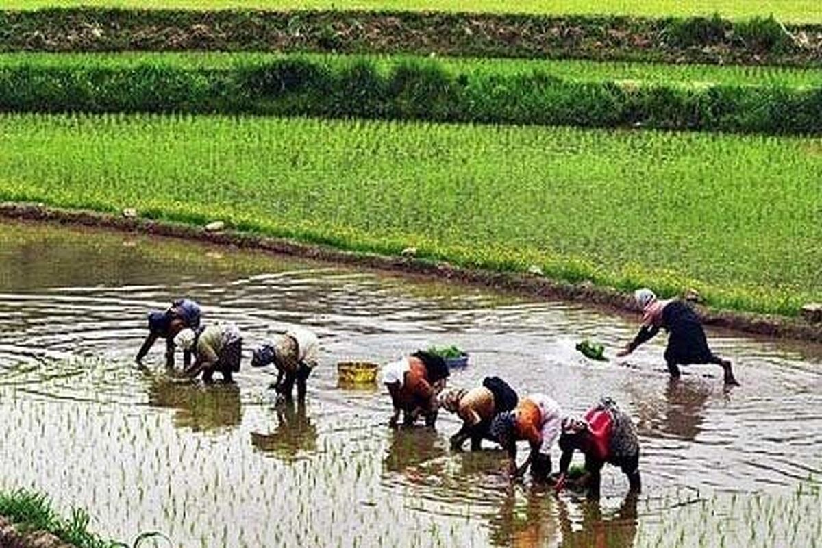 برنج‌های احتکاری کشف شده با نرخ مصوب توزیع می‌شود/ مشکل خاصی در تامین برنج مورد نیاز کشور وجود ندارد
