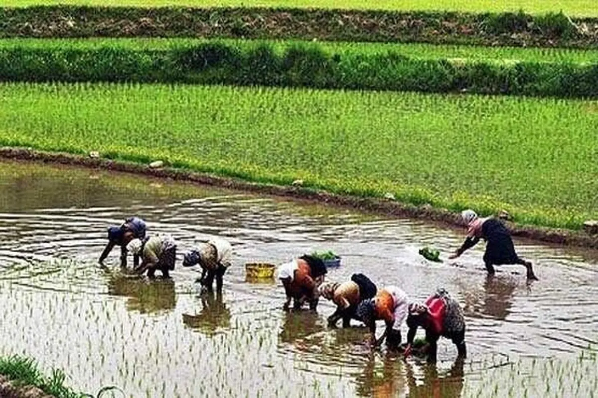 برنج‌های احتکاری کشف شده با نرخ مصوب توزیع می‌شود/ مشکل خاصی در تامین برنج مورد نیاز کشور وجود ندارد