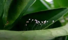 ۱۰ مورد از شگفت‌انگیزترین تخم‌های حیوانات/ تصاویر