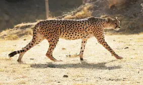 مشاهده یک یوزپلنگ آسیایی حین شکار خرگوش در جاجرم
