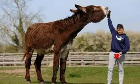 نام الاغی با قد یک و نیم متر در گینس ثبت شد