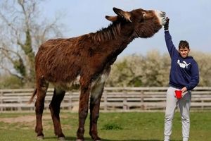 نام الاغی با قد یک و نیم متر در گینس ثبت شد